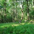 Bish Cemetery 4