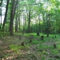 Bish Cemetery 6
