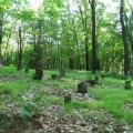 Bish Cemetery 8