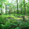 Bish Cemetery 9
