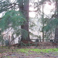 Draheim Cemetery